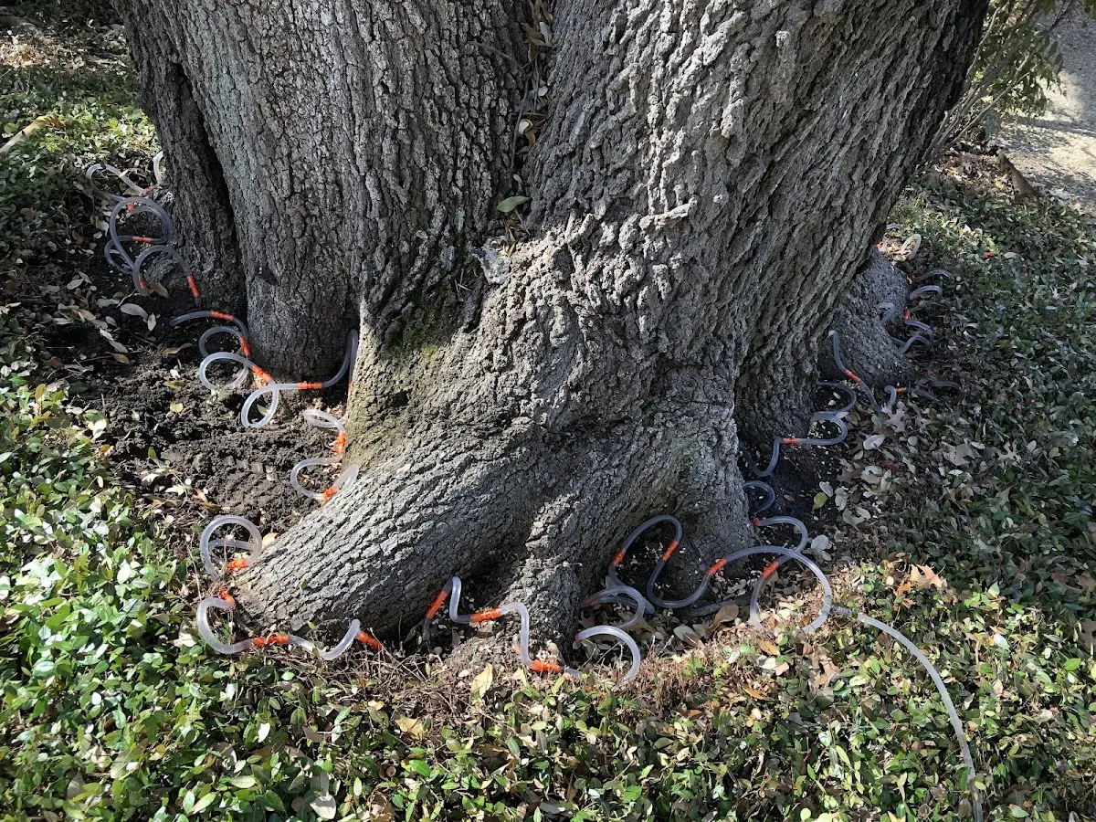 Detailed Tree Cabling and Bracing job site in Union City